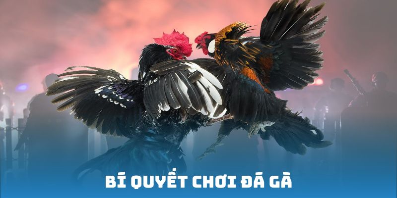 Bí quyết chơi đá gà 69VN