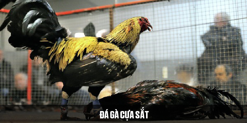 Đá gà cựa sắt 69VN