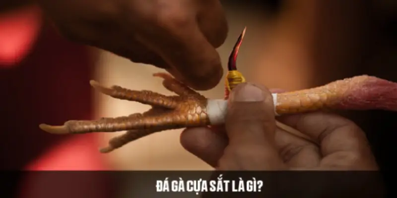 Đá gà cựa sắt - Hình thức thi đấu gà chọi hấp dẫn 