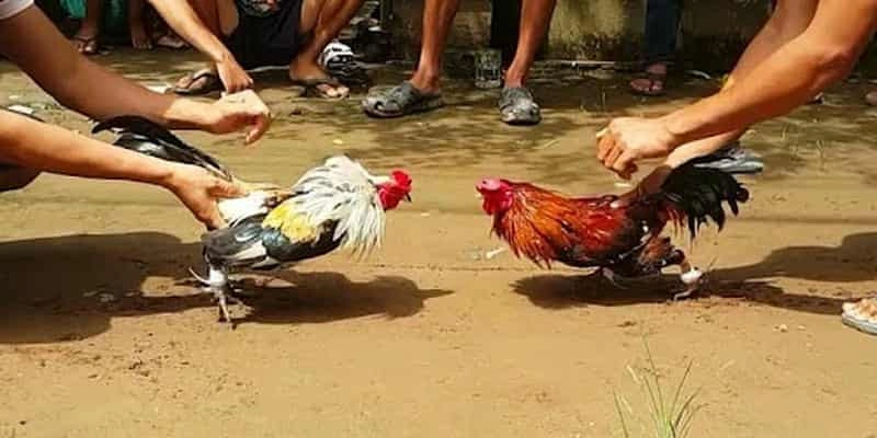 Đá gà Thomo – Đấu trường trực tiếp Campuchia chất lượng cao