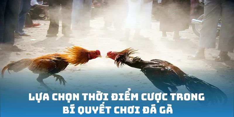 Lựa chọn thời điểm cược trong bí quyết chơi đá gà 