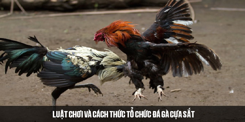 Thông tin cơ bản về luật thi đấu gà cựa sắt nên biết 