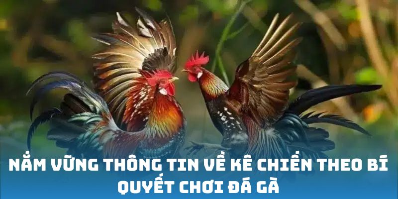 Nắm vững thông tin về kê chiến theo bí quyết chơi đá gà