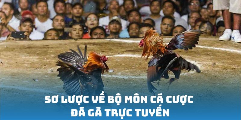 Sơ lược về bộ môn cá cược đá gà trực tuyến
